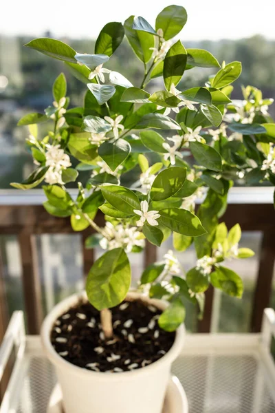 Kwitnące Drzewo Cytrusowe Calamondin Pachnącymi Kwiatami Domu Kwitnąca Roślina Mandarynka — Zdjęcie stockowe