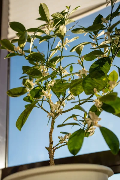 Kwitnące Drzewo Cytrusowe Calamondin Pachnącymi Kwiatami Domu Kwitnąca Roślina Mandarynka — Zdjęcie stockowe
