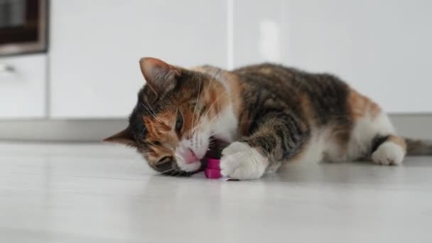 Ενδιαφερόμενη Γάτα Διασκεδάζουν Παιχνίδι Catnip Στο Πάτωμα Στο Σπίτι Μπάλα — Αρχείο Βίντεο