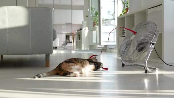 Yaz Sıcağı Evcil Hayvan Oyuncu Kedi Yerde Yatıyor Yelpazenin Yardımıyla — Stok video