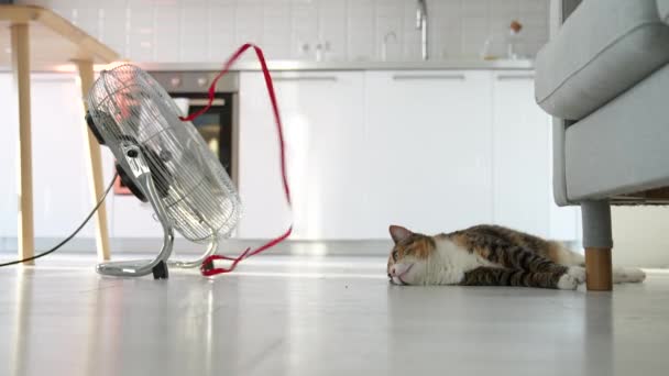 Calor Verão Animal Estimação Casa Gato Superaquecido Deitado Chão Escapa — Vídeo de Stock