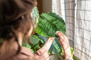 Alocasia bakımı. Evde yaprakları temizleyen genç bir kadın, ev bitkisinin tozunu silmek için pamuk pedi kullanıyor, dişi ev bitkisinin yapraklarını nazikçe siliyor, seçici bir şekilde odaklanıyor.