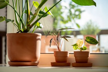 Small Alocasia and Monstera plant in clay pots on windowsill at home. Decorative baby Anthurium Silver Blush houseplant in flowerpot in sunny living room, selective focus. Indoor gardening concept. clipart