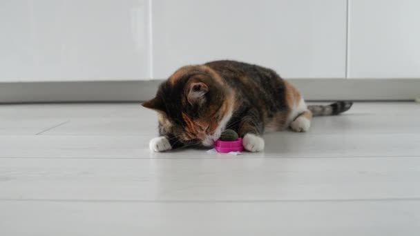 Przydatna Rozrywka Dla Zwierząt Domowych Domowy Kot Myje Zęby Specjalnej — Wideo stockowe