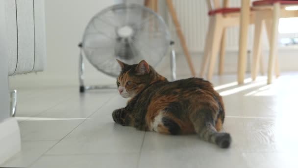夏天的炎热和宠物在家里 过热的猫躺在地板上 在风扇的帮助下从高温中逃脱 没有空调的公寓里很闷热 — 图库视频影像
