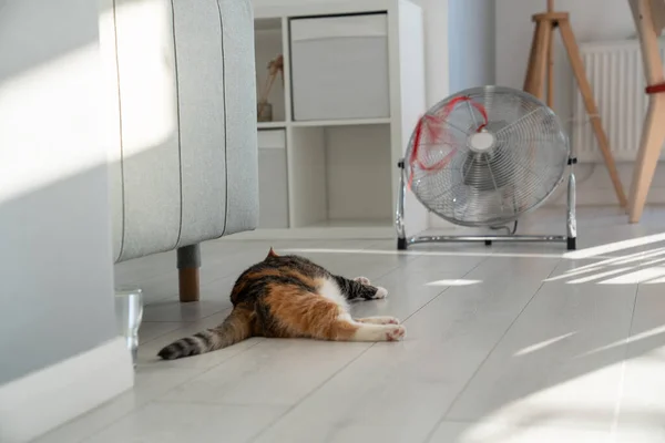 Chaleur Estivale Animal Domestique Maison Chat Surchauffé Couché Sur Sol — Photo