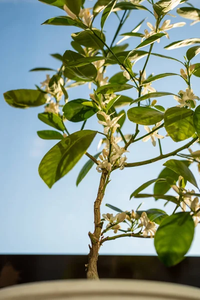 Floração Árvore Calamondin Cítrico Com Flores Perfumadas Casa Planta Sala — Fotografia de Stock