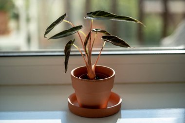 Small Alocasia Bambino plant in clay pot on windowsill at home. Decorative baby Alocasia Polly Sanderiana houseplant in flowerpot in sunny living room.  clipart