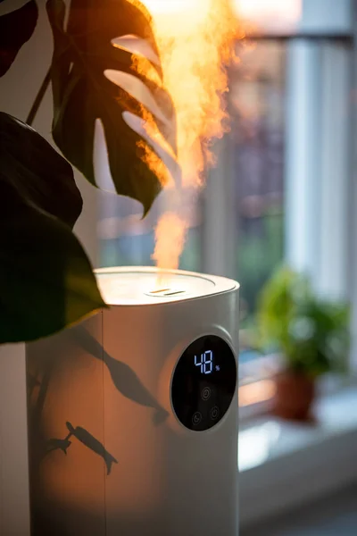 stock image Modern humidifier at home, moistens dry air surrounded by indoor Monstera houseplant. Humidification, plant care, comfortable living conditions concept. Diffuser, apartment with moisturizer