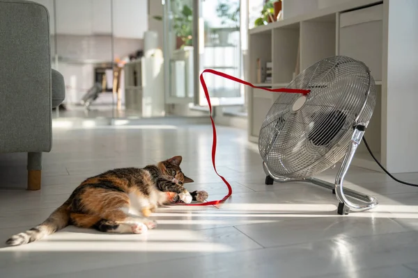 夏天的炎热和宠物在家里 玩世不恭的猫躺在地板上 在扇子的帮助下从高温中逃脱 在风中玩红带 尽收眼底 没有空调的公寓里很闷热 — 图库照片