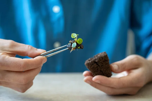 Transplanting Rooted Small Sprout Pilea Plant Seedling Pressed Coconut Substrate — Stock Photo, Image