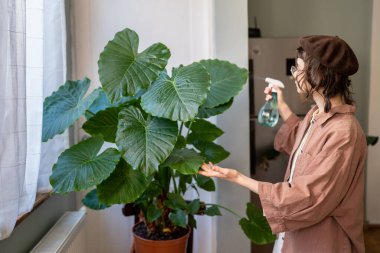 Hipster girl caring for large alocasia, spraying flower, moisturising in heat summer season, touching leaves, control herb pests. Plant lovers, home gardening concept. Watering green domestic plants. clipart