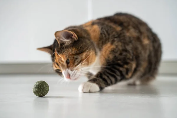 Playful cat eating ball from catnip at home for successful correction of behavior having fun. Treatment cure with natural herbal ingredients. Taking care of pet health. Cat enjoying treat food.