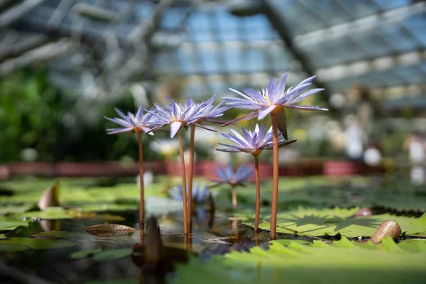 Glashaus Mit Wasserpflanze Und Blühender Blume Weicher Fokus Botanisches Gewächshaus — Stockfoto
