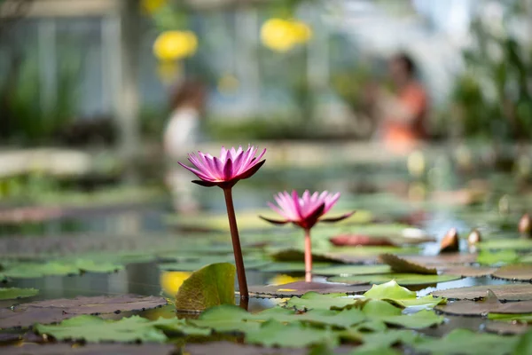 Glashaus Mit Wasserpflanze Und Blühender Roter Blume Weicher Fokus Botanisches — Stockfoto