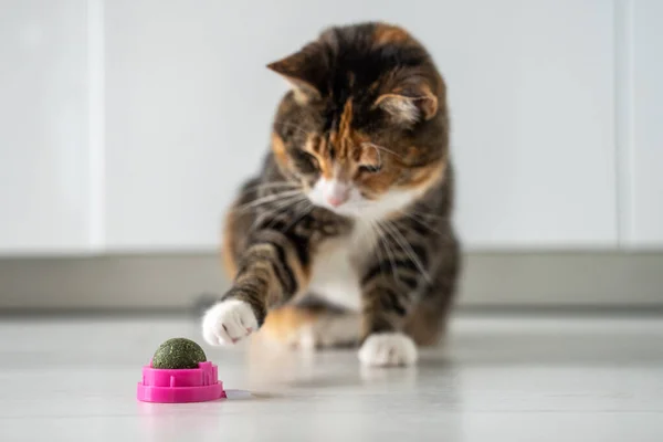 Multicoloured Cat Play Ball Dark Green Catmint Catswort Playful Fluffy — Stock Photo, Image