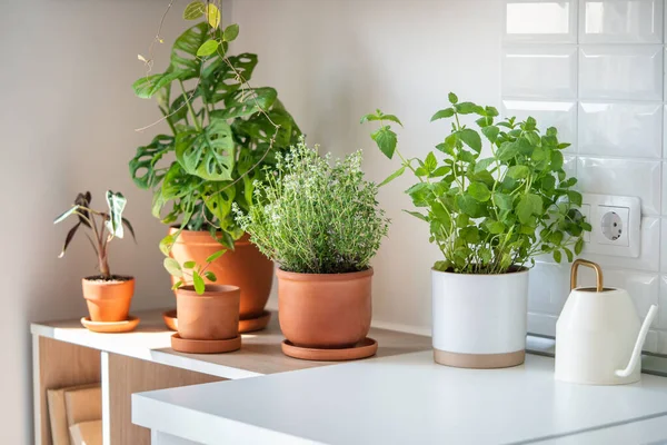 Fresh Aromatic Garden Herbs Houseplants Terracotta Pot Kitchen Seedling Herbal — Stock Photo, Image
