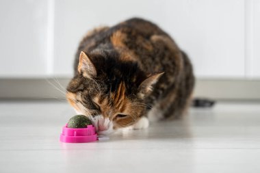 Kedi nanesi yiyen kedi maması, davranışlarının düzeltilmesi için yemeği evde tedavi ediyor. Doğal bitkisel malzemelerle tedavi. Hayvan sağlığıyla ilgileniyorum. Kedi yemeği seviyor. Günlük hayat.. 