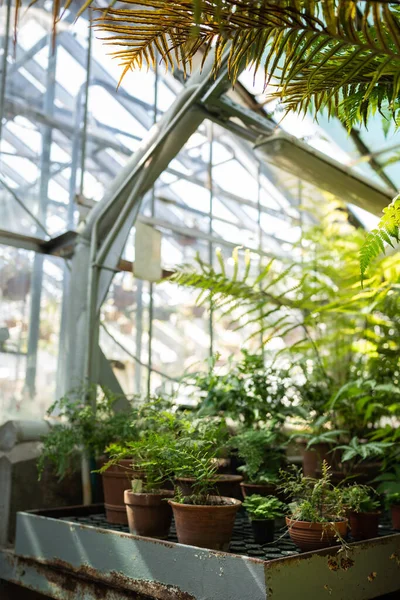 屋内園芸の概念 古いテラコッタのセラミック花壇で成長している植物やシダ 屋内庭のための植物 エキゾチックな植物栽培 — ストック写真