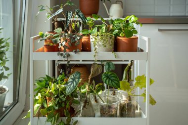 Sprouts plants in terracotta pots on cart at home. Houseplants - pilea, ceropegia, alocasia, dischidia on metal shelfs. Plant cuttings in plastic cups with moss. Indoor gardening concept clipart