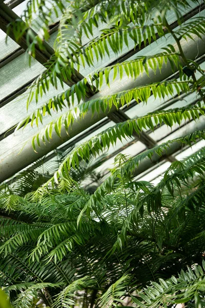 Zelené Rostliny Botanické Zahradě Uvnitř Sluneční Světlo Skrze Kapradinové Listy — Stock fotografie