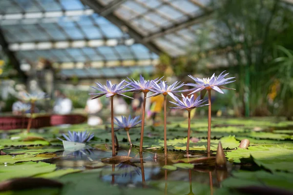 Glasshouse Avec Plante Aquatique Fleur Fleurs Foyer Doux Serre Botanique — Photo