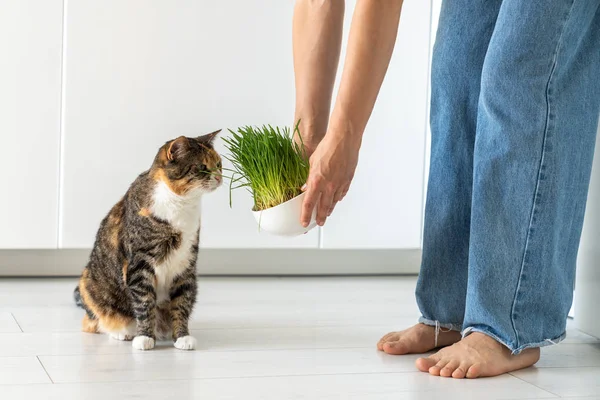 Natural Hairball Treatment Cat Woman Pet Owner Holding Green Grass — Stock Photo, Image