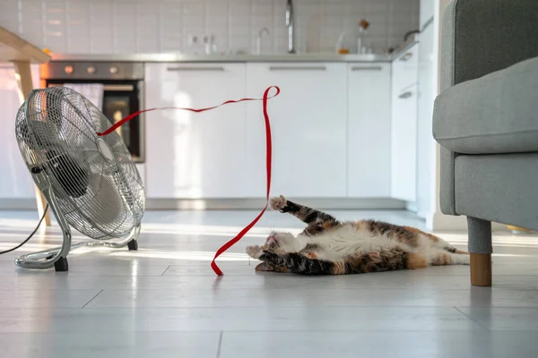 夏天的炎热和宠物在家里 玩世不恭的猫躺在地板上 在扇子的帮助下从高温中逃脱 在风中玩红带 尽收眼底 没有空调的公寓里很闷热 — 图库照片