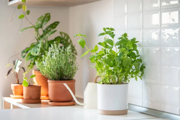 Mutfaktaki Terakotta Tenceresinde Taze Aromatik Bahçe Otları Seçici Bir Odak — Stok fotoğraf