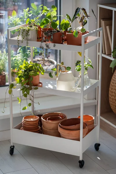 Small sprouts plants in terracotta pots on cart at home. Watering can and flowerpots, houseplants - pilea, ceropegia, alocasia, dischidia on metal shelfs. Indoor gardening, greenery at living room