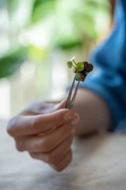 Kadın eli, toprağa yakın çekim yapmak için cımbızla küçük köklü Pilea bitkisini tutuyor. Dikkatli nakil, bahçe işleri, ev bitkileri aşıkları konsepti. 