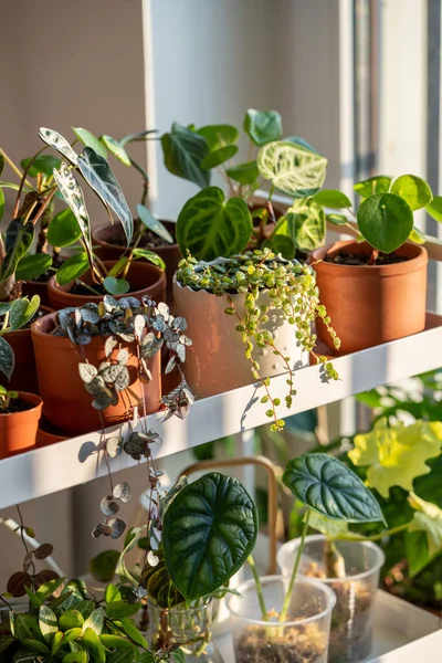 Sprouts plants in terracotta pots on cart at home. Houseplants - Pilea, Peperomia, Ceropegia, Alocasia Dragon Scale on metal shelfs. Plant cuttings in plastic cups with moss. Indoor gardening concept
