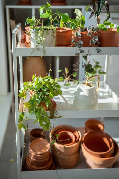 Evdeki Terakotta Tencerelerinde Küçük Filizler Kabı Saksı Saksı Bitkileri Pilea — Stok fotoğraf