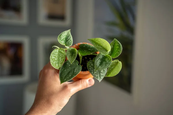 stock image Small sprout Scindapsus Pictus Silver queen houseplant in terracotta pot in man hand closeup soft focus. Gardener holding little Satin Pothos plant in flowerpot. Indoor gardening, plant transplanting.