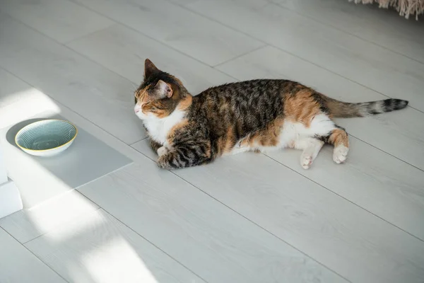 饥饿的家养五彩斑斓的猫躺在靠近碗的地板上等待着现代公寓的食物 闭着眼睛的宠物想吃东西 猫乞讨着吃饭看着盘子 在家中养和照顾宠物 — 图库照片