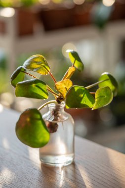 Pilea peperomioides kökleri cam kavanozun içinde arka planda güneş ışığı eşliğinde kesilen filizlerin yakınlaştırılması. Kapalı alanda bahçe işleri kavramı