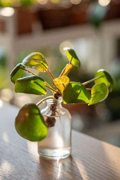 Closeup Sprout Pilea Peperomioides Cuttings Roots Glass Jar Home Sunset — Stock Photo, Image
