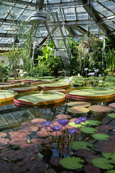 Теплица Тропической Мазоникой Виктории Пруд Оранжерее Гигантскими Водяными Лилиями Водными — стоковое фото