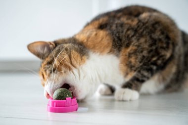 Evde sağlıklı dişler için kedi nanesinden plastik kutuda oyuncak top yiyen oyuncu kedi. Tatmin olmuş tüylü kedi yavrusu evcil naneli atıştırmalıklar için iyi eğlenceler. Hayvanları memnun etmek bir zevk. 