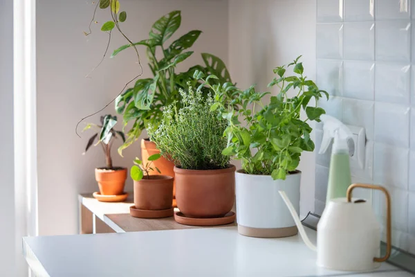 Fresh Aromatic Garden Herbs Houseplants Terracotta Pot Kitchen Seedling Herbal — Stock Photo, Image