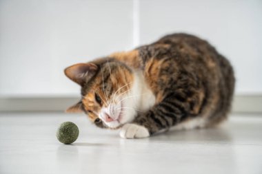 Playful cat hunting to toy ball from catnip for healthy clean teeth at home. Satisfied fluffy kitten enjoy treat for domestic pet mint snack. Pleasure to animals favourite food. Cat mental health clipart