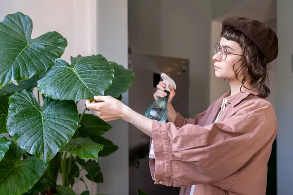 Caring Woman Florist Spraying Alocasia Montana Houseplant Moisturizes Leaves Summer — Stock Photo, Image