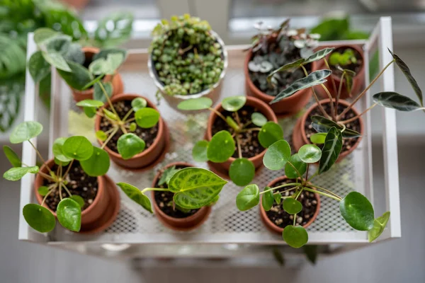 Potted sprout plants in terracotta pots after replanting on cart at home top view. Houseplants - Pilea, Ceropegia, Peperomia, Alocasia Bambino on metal shelfs. Indoor gardening, hobbies concept