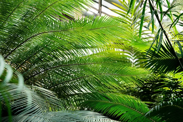 Sonnenlicht Durch Palmblätter Tropischen Gewächshaus Weicher Fokus Grüne Pflanzen Botanischen — Stockfoto