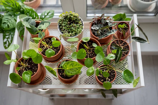 Potted sprout plants in terracotta pots after replanting on cart at home top view. Houseplants - Pilea, Ceropegia, Peperomia, Alocasia Bambino on metal shelfs. Indoor gardening, hobbies concept
