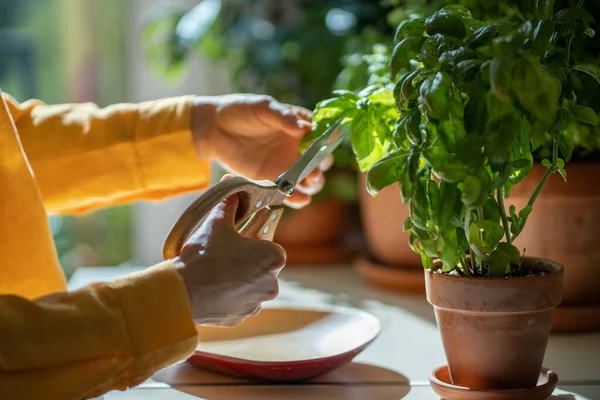家の新鮮な葉を切った女性は ハサミで調理するためにバジルグリーンを栽培しました キッチンのテラコッタポットの芳香族ハーブの収穫 屋内ハーブガーデニング 健康的な緑の食品コンセプト — ストック写真
