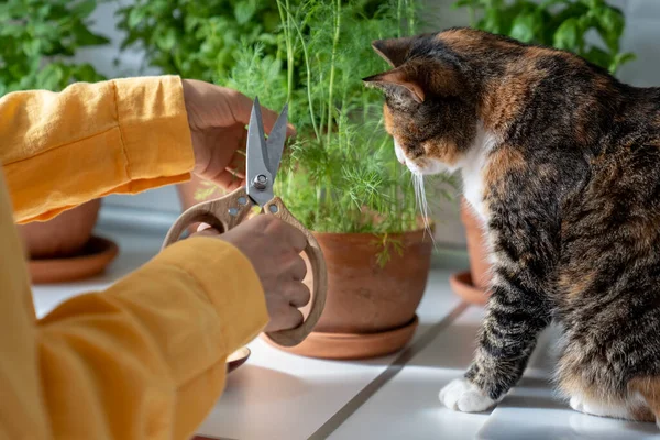 Evde Yetiştirilen Bitkiler Kil Kapta Sahibi Kedi Organik Yeşil Dereyi — Stok fotoğraf