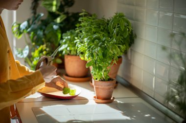 Çevre dostu doğal biyoloji bahçesi. Mutfak makasıyla eller yemek pişirmek için mutfak masasındaki kil kapta yetişen organik bitki fesleğeni yapraklarını kesiyor. Apartman masasındaki tohumlardan küçük bir çiftlik