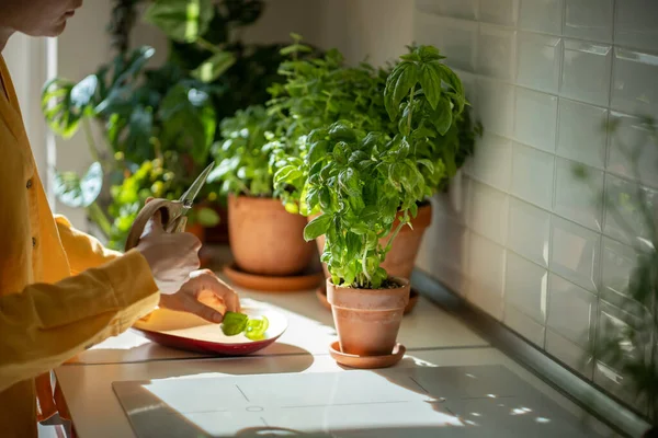Çevre Dostu Doğal Biyoloji Bahçesi Mutfak Makasıyla Eller Yemek Pişirmek — Stok fotoğraf