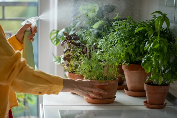Vrouw Sproeit Waterplanten Potten Tafel Thuis Handen Dicht Tuinieren Groeiende — Stockfoto